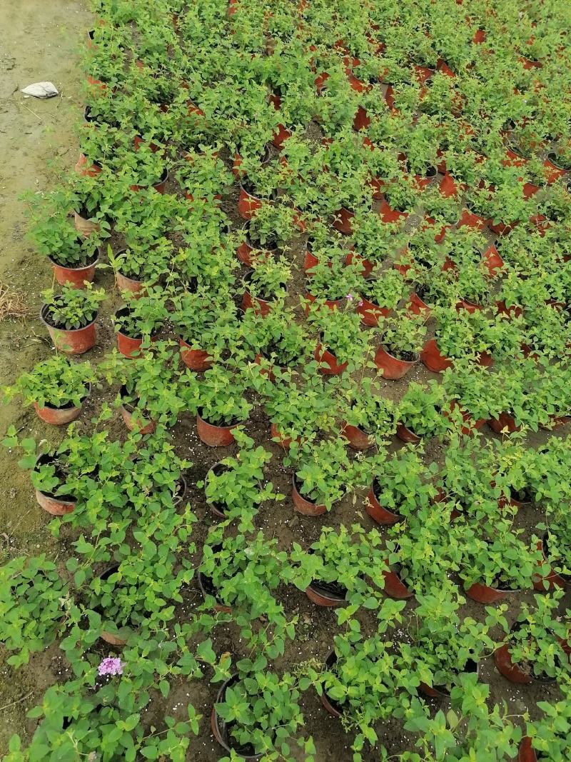 自家苗圃供应紫花马樱丹基地直销一手货源量大从优