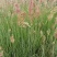 自家苗圃供应糖蜜草基地直销一手货源视频看货
