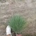 自家苗圃供应糖蜜草基地直销一手货源视频看货