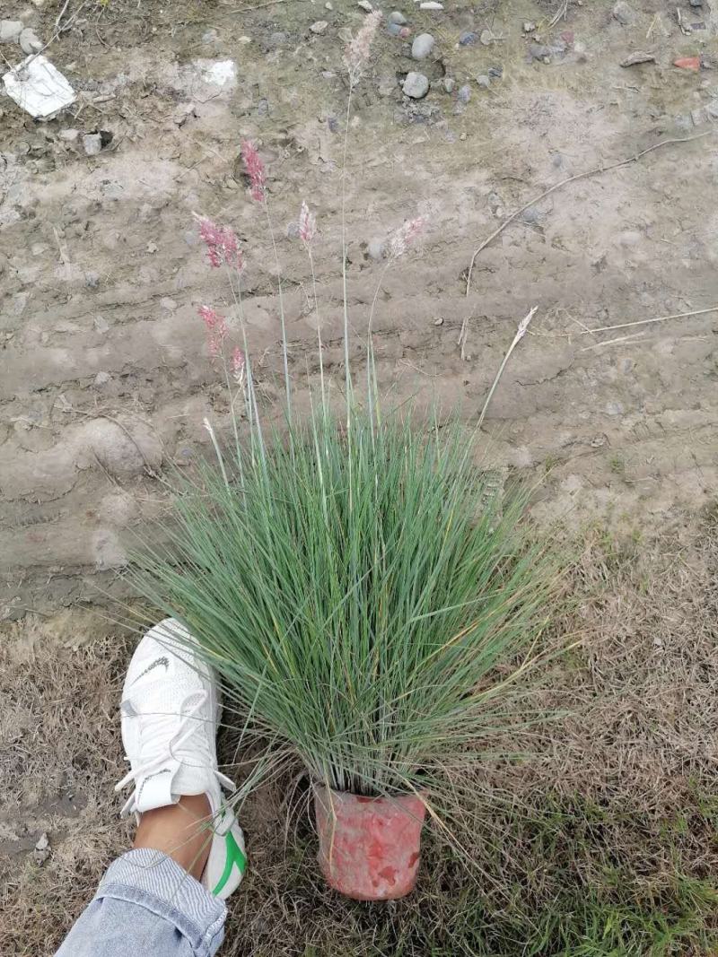 自家苗圃供应糖蜜草基地直销一手货源视频看货