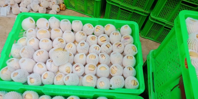 石林人参果熟果5斤新鲜包邮电商微商各平台一件代发