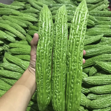 【超市专供】精品苦瓜颜色翠绿产地直销亮大从优