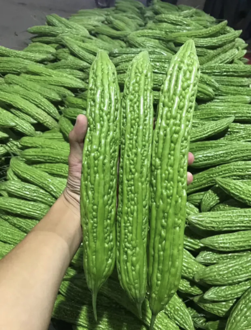 【超市专供】精品苦瓜颜色翠绿产地直销亮大从优