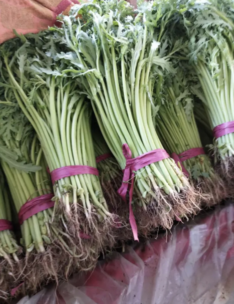 【超市专供】精品茼蒿可打小捆常年大量供应