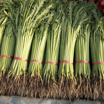 【超市专供】精品茼蒿可打小捆常年大量供应