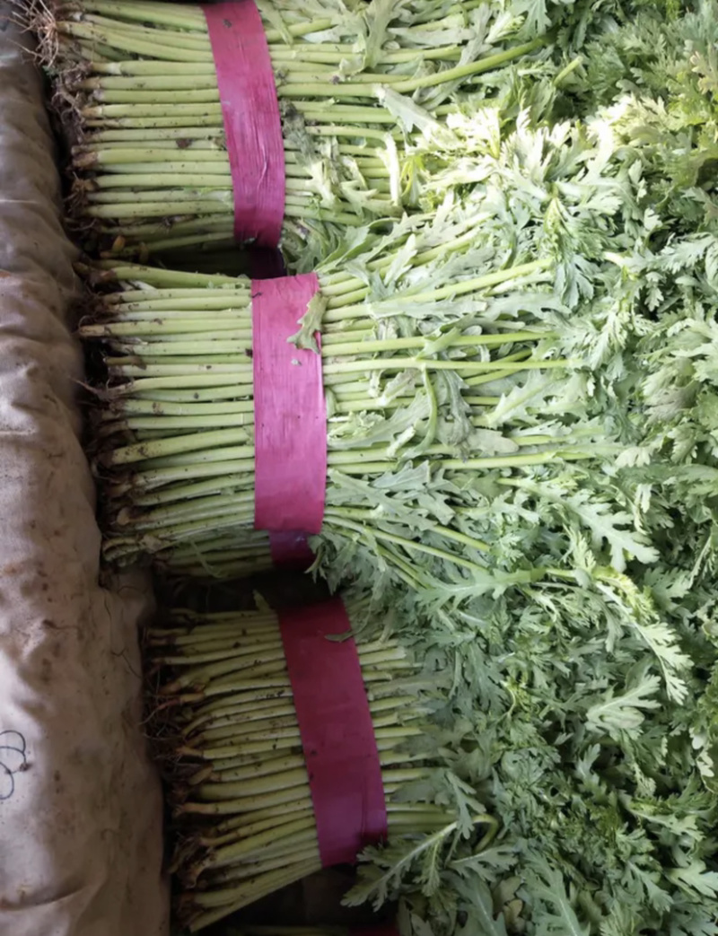 【超市专供】精品茼蒿可打小捆常年大量供应