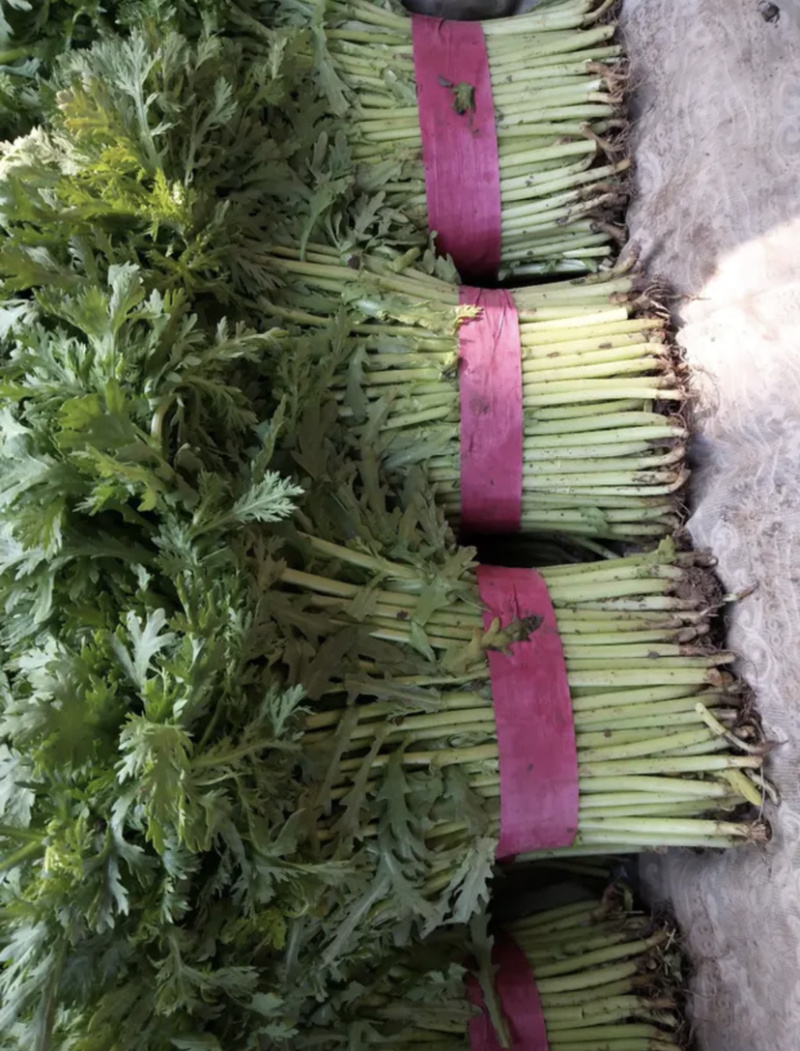 【超市专供】精品茼蒿可打小捆常年大量供应