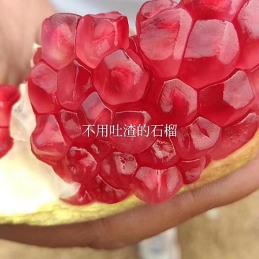 会理突尼斯软籽石榴电商**