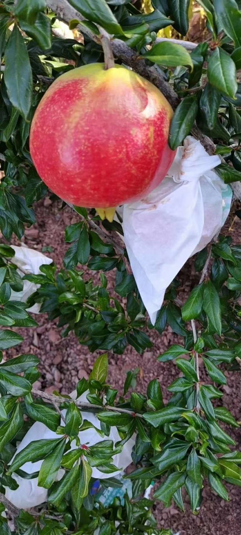 会理突尼斯软籽石榴电商**