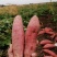山东烟薯25蜜汁红薯低价供货支持一件代发支持落地配