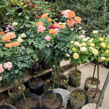 嫁接树状月季树形盆景大花树桩植物庭院栽植浓香四季花卉老桩
