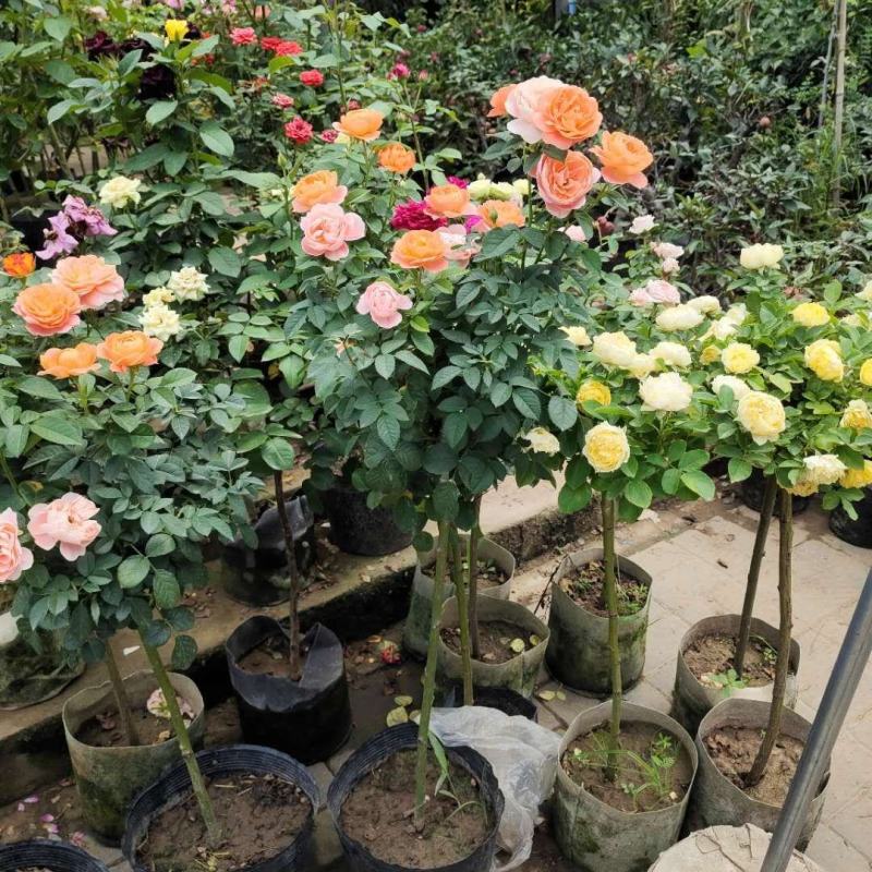 嫁接树状月季树形盆景大花树桩植物庭院栽植浓香四季花卉老桩