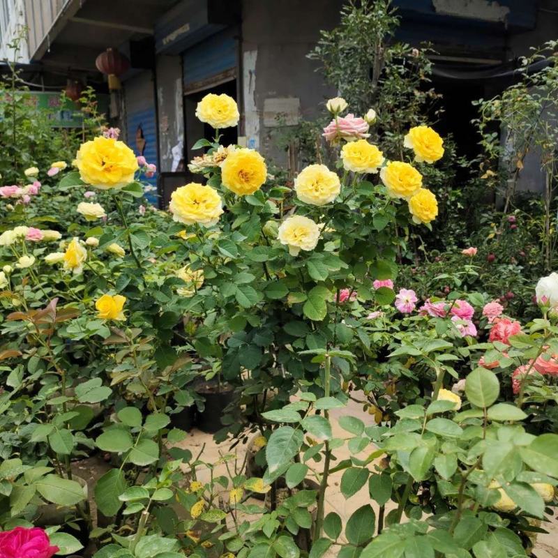 嫁接树状月季树形盆景大花树桩植物庭院栽植浓香四季花卉老桩