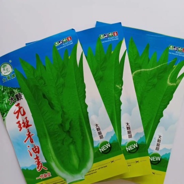 大颗无斑香油麦菜种子叶片长披针形色泽淡绿质脆鲜嫩清香浓郁