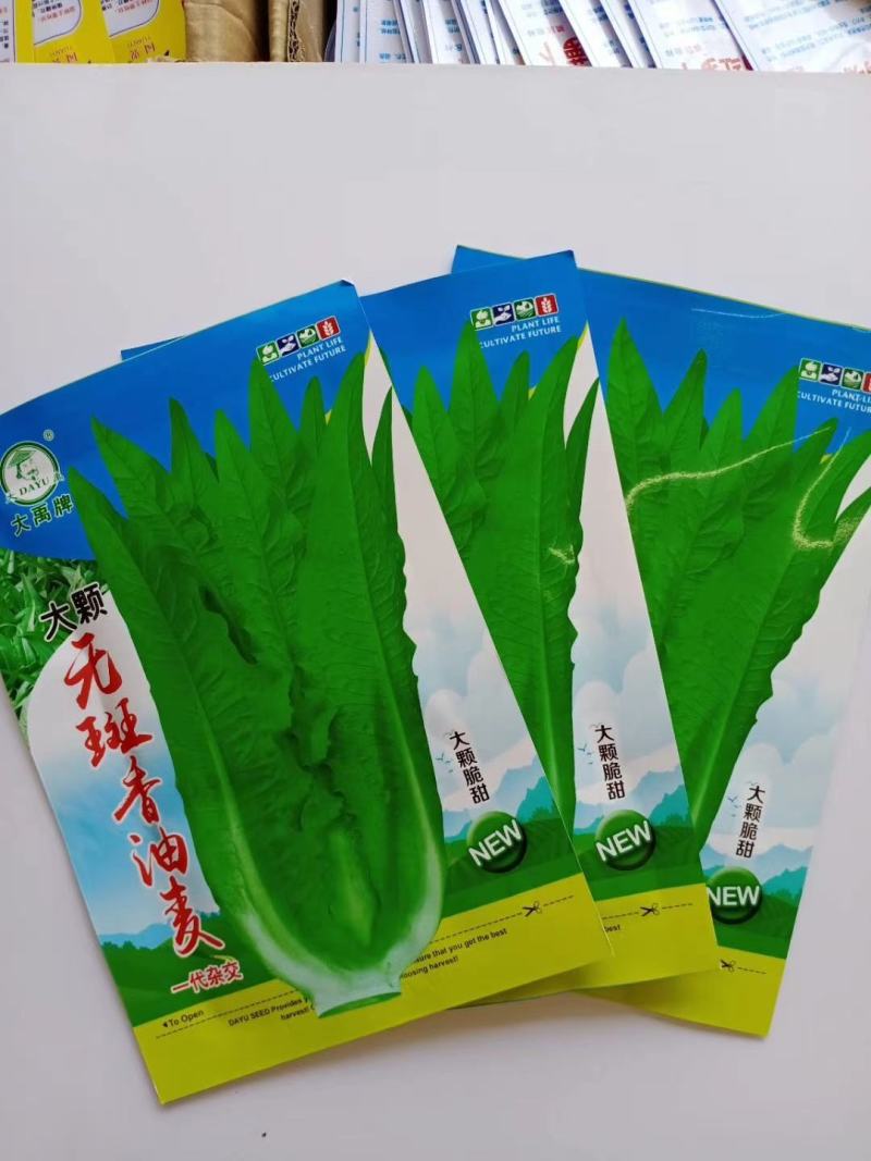 大颗无斑香油麦菜种子叶片长披针形色泽淡绿质脆鲜嫩清香浓郁