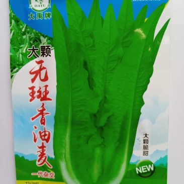 大颗无斑香油麦菜种子叶片长披针形色泽淡绿质脆鲜嫩清香浓郁