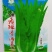大颗无斑香油麦菜种子叶片长披针形色泽淡绿质脆鲜嫩清香浓郁