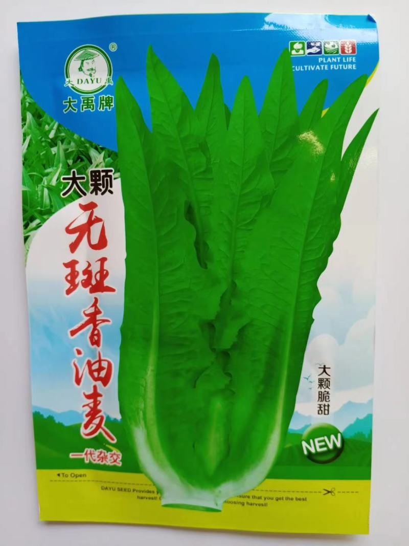 大颗无斑香油麦菜种子叶片长披针形色泽淡绿质脆鲜嫩清香浓郁