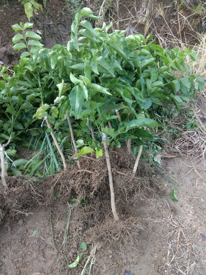 原产地正宗黑黄皮又名(黑金刚)果苗一手货黄皮果树苗