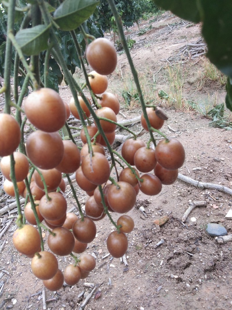原产地正宗黑黄皮又名(黑金刚)果苗一手货黄皮果树苗