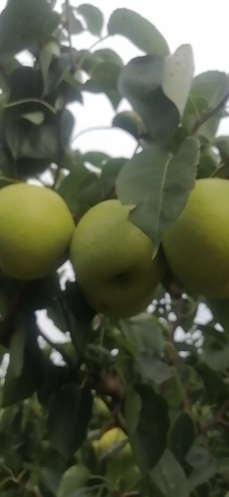 雪青梨光果地头价量大从优