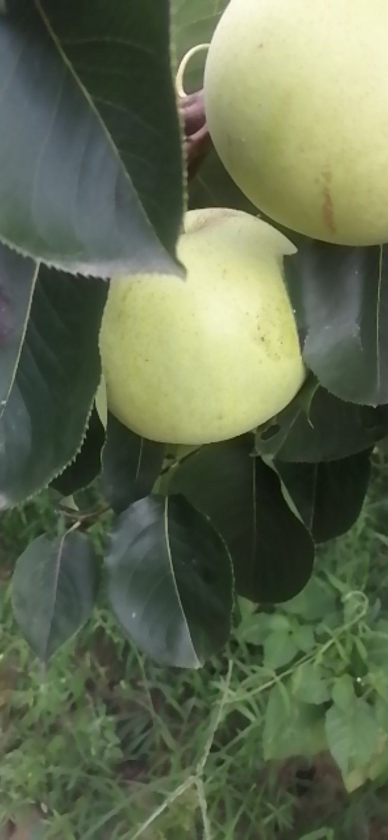 雪青梨光果地头价量大从优