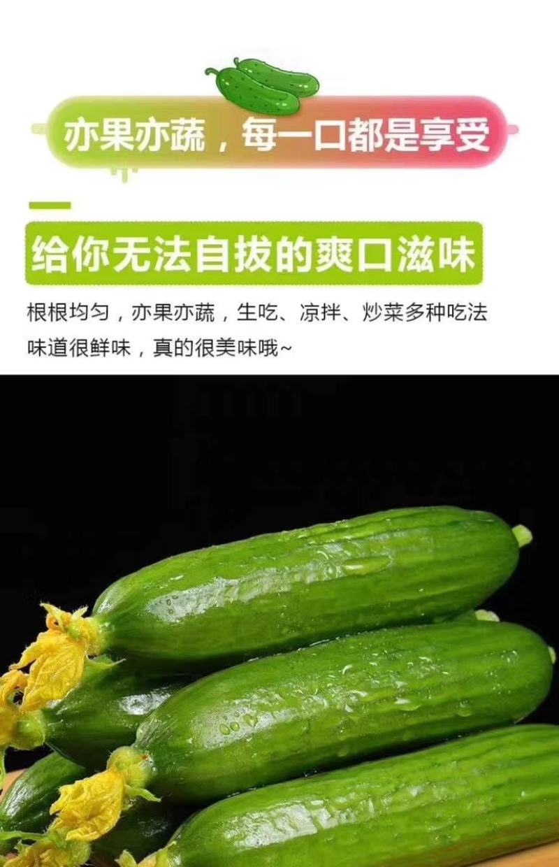 山东荷兰小黄瓜水果小黄瓜山东寿光发货支持一件代发