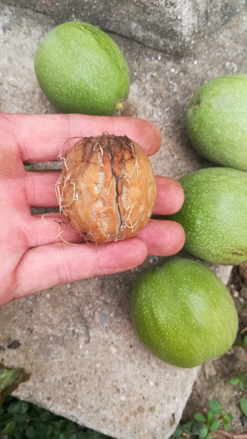 核桃苗纯正嫁接两年苗，品种香玲，强特，辽核