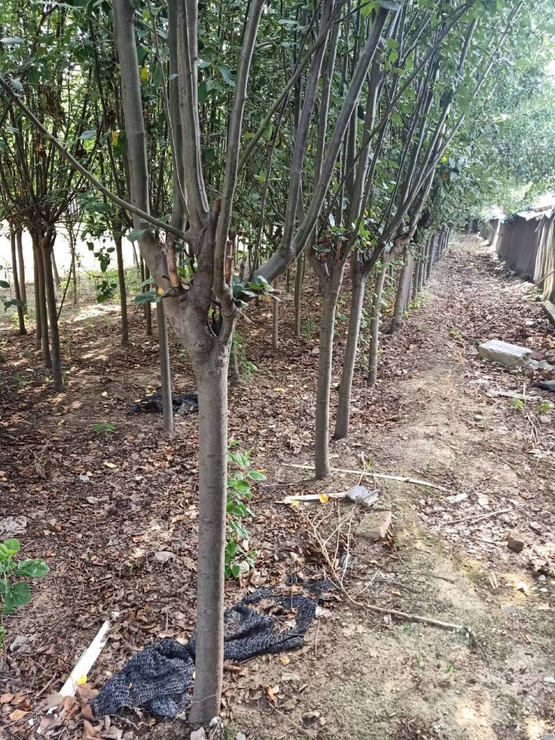 【海棠树】西府，绚丽，垂丝，巴雷等品种，量大从优占地海棠