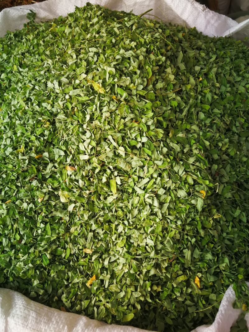 相思叶甜鸡骨草相思藤叶甜鸡骨草叶可冲茶