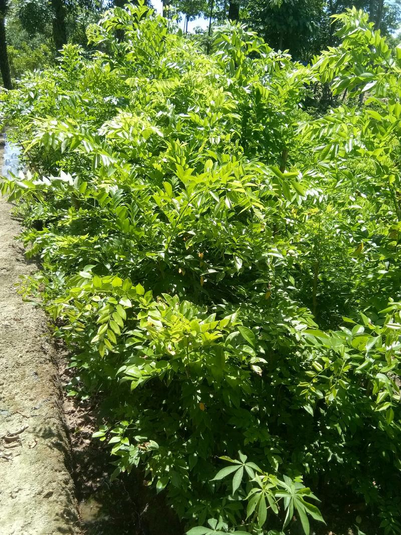 黄花梨苗（0.3至1.5米高）