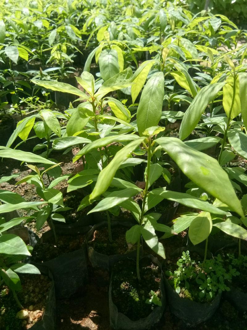 金丝楠木苗（0.15至0.5米高）
