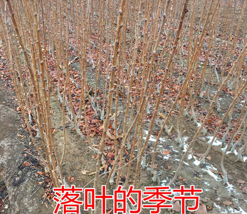 新品种荷兰巨蜜王香蜜杏树苗嫁接苗当年结果苗