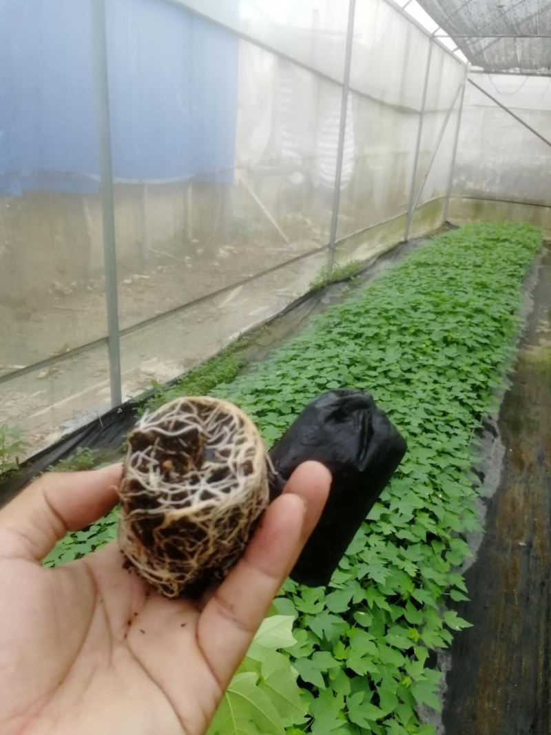 广西优质木瓜苗大青木瓜苗产地直供提供技术指导欢迎
