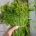 云南普洱水蕨菜_鲜货_怎么做都不会苦的蕨菜