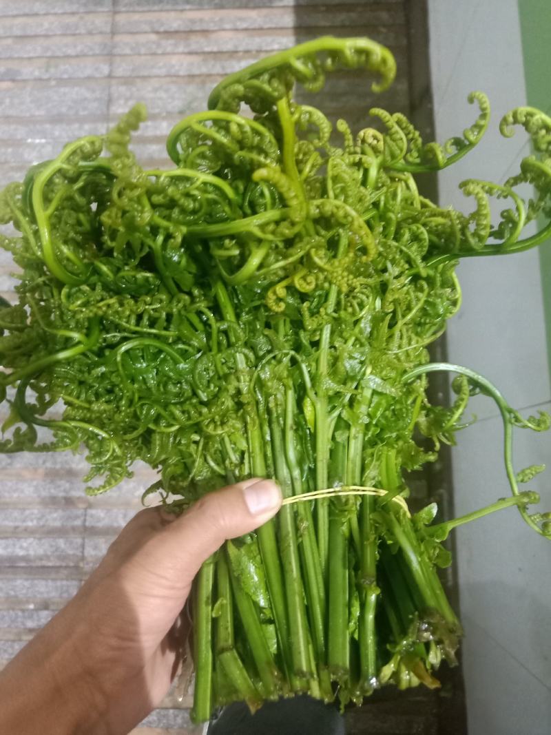 云南普洱水蕨菜_鲜货_怎么做都不会苦的蕨菜