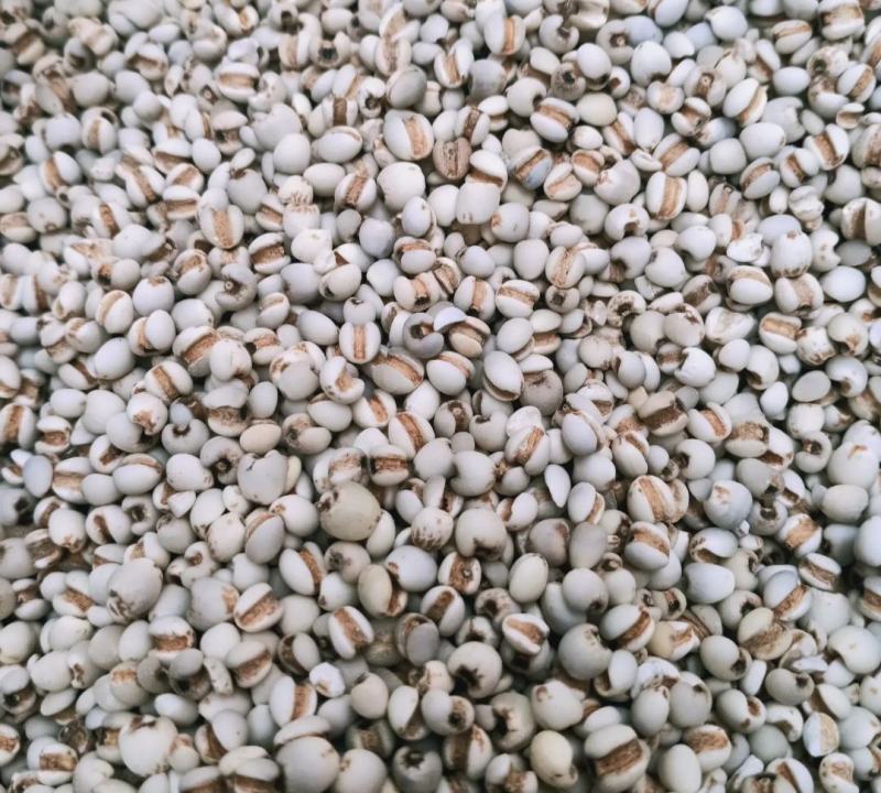薏米预售，需要的可以来订购了