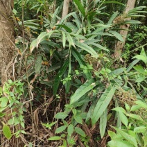 野生南姜.山姜，感兴趣微我吧