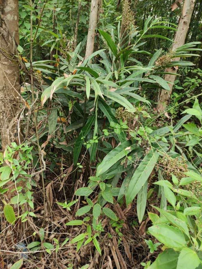 野生南姜.山姜，感兴趣微我吧