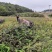 已配种母猪种猪初生9—13头乌金猪乌蒙山黑猪