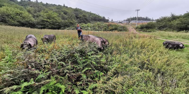 已配种母猪种猪初生9—13头乌金猪乌蒙山黑猪