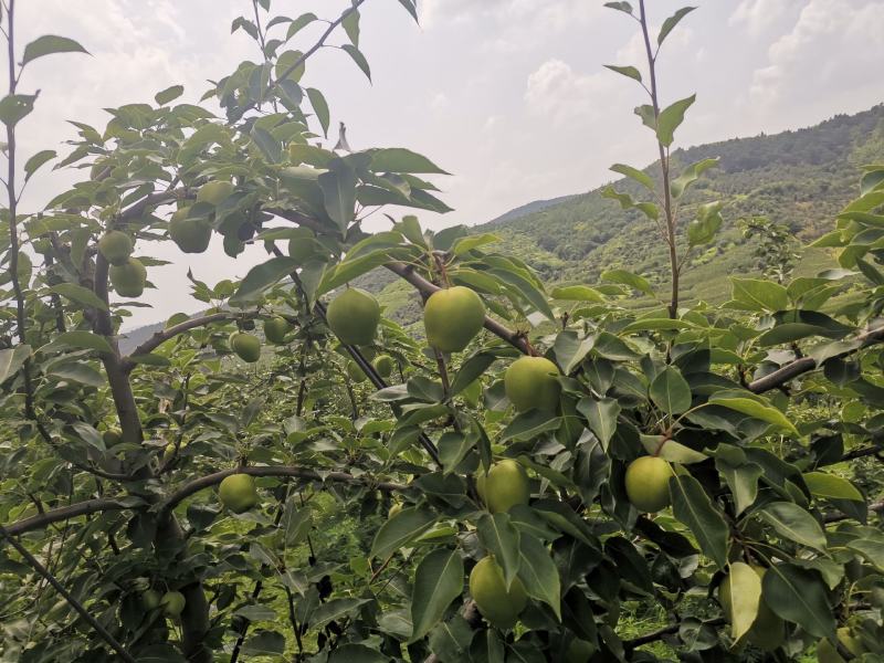 辽宁省海城市早酥梨大量上市