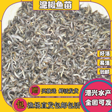 杂交泥鳅苗台湾泥鳅苗快大泥鳅鱼苗一年可养殖3批