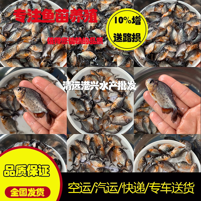 鲳鱼苗批发√快大人工养殖淡水白鲳鱼苗可食用