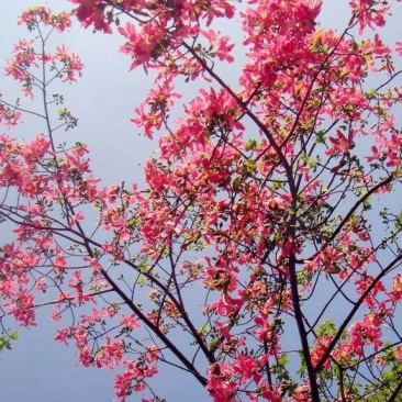 美丽木棉苗（200棵起批)