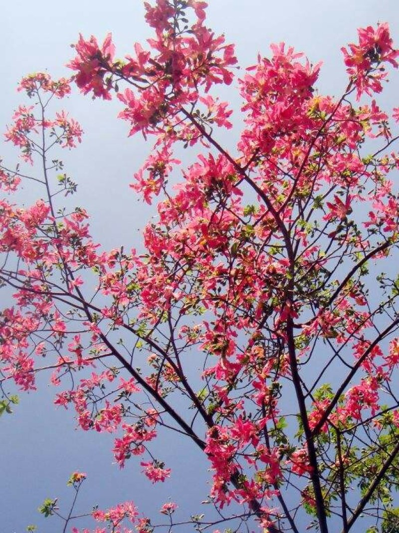 美丽木棉苗（200棵起批)
