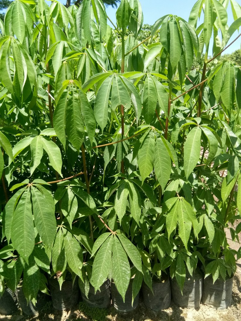 美丽木棉苗（200棵起批)