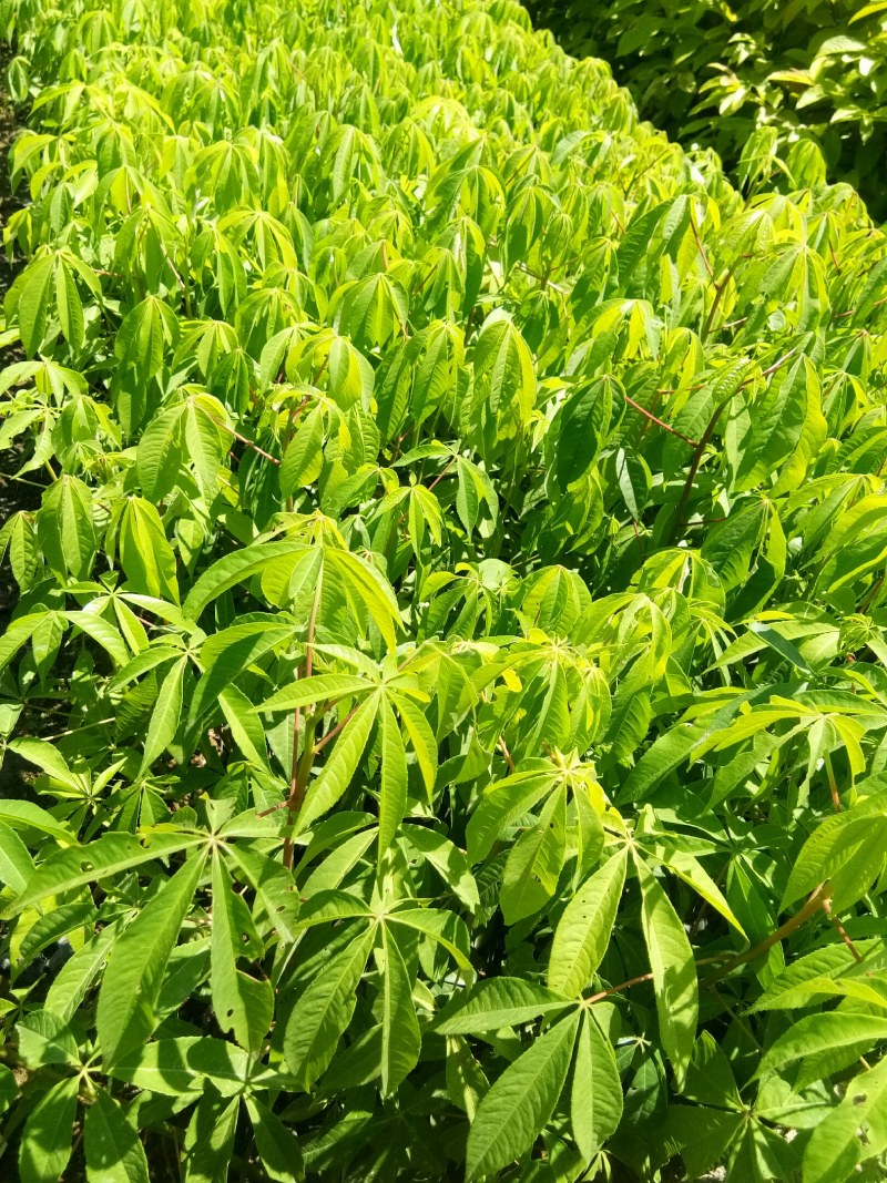 美丽木棉苗（200棵起批)