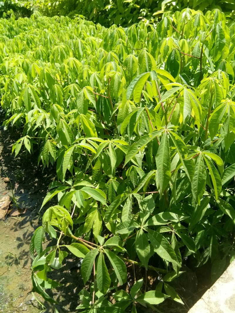 美丽木棉苗（200棵起批)