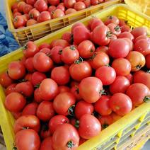 精品西红柿《论价，质量保证》